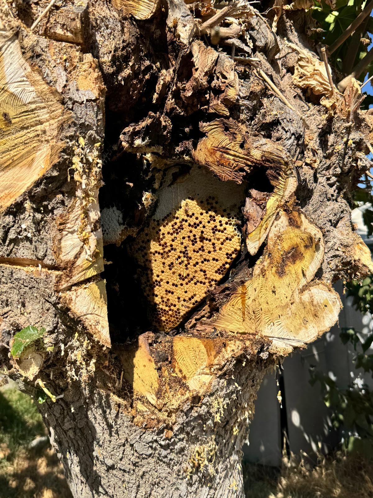 Bee comb and activity visible inside an opened palm tree cavity