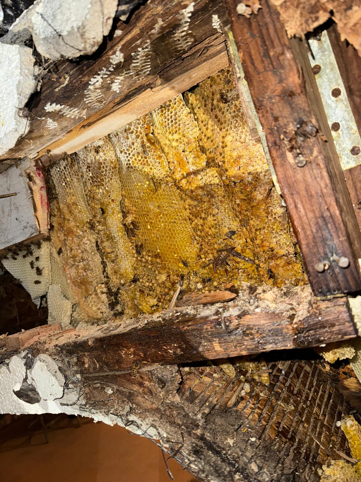Large bee hive exposed between damaged wood inside a structure