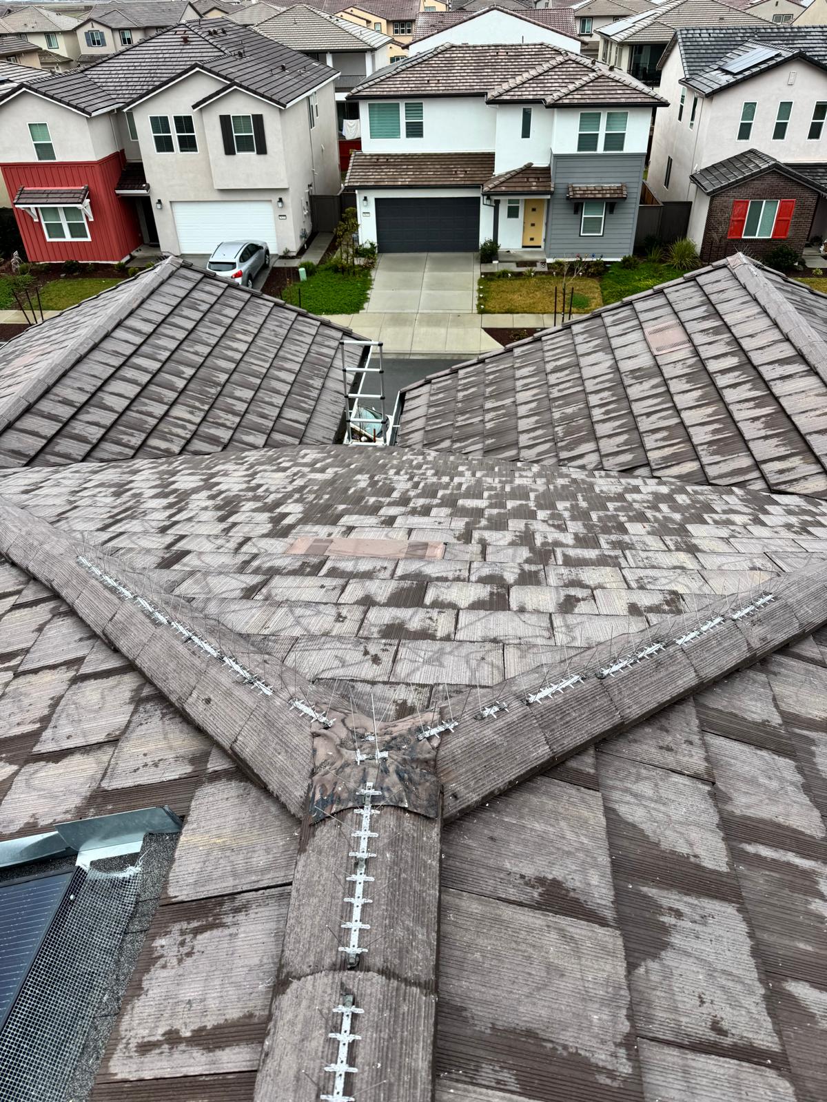 Bird deterrent rows installed along residential roof ridges