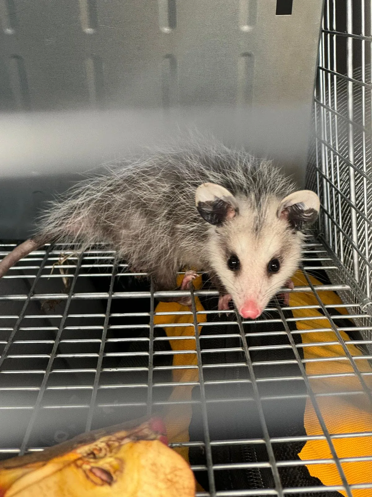 Opossum safely contained in a professional wildlife cage