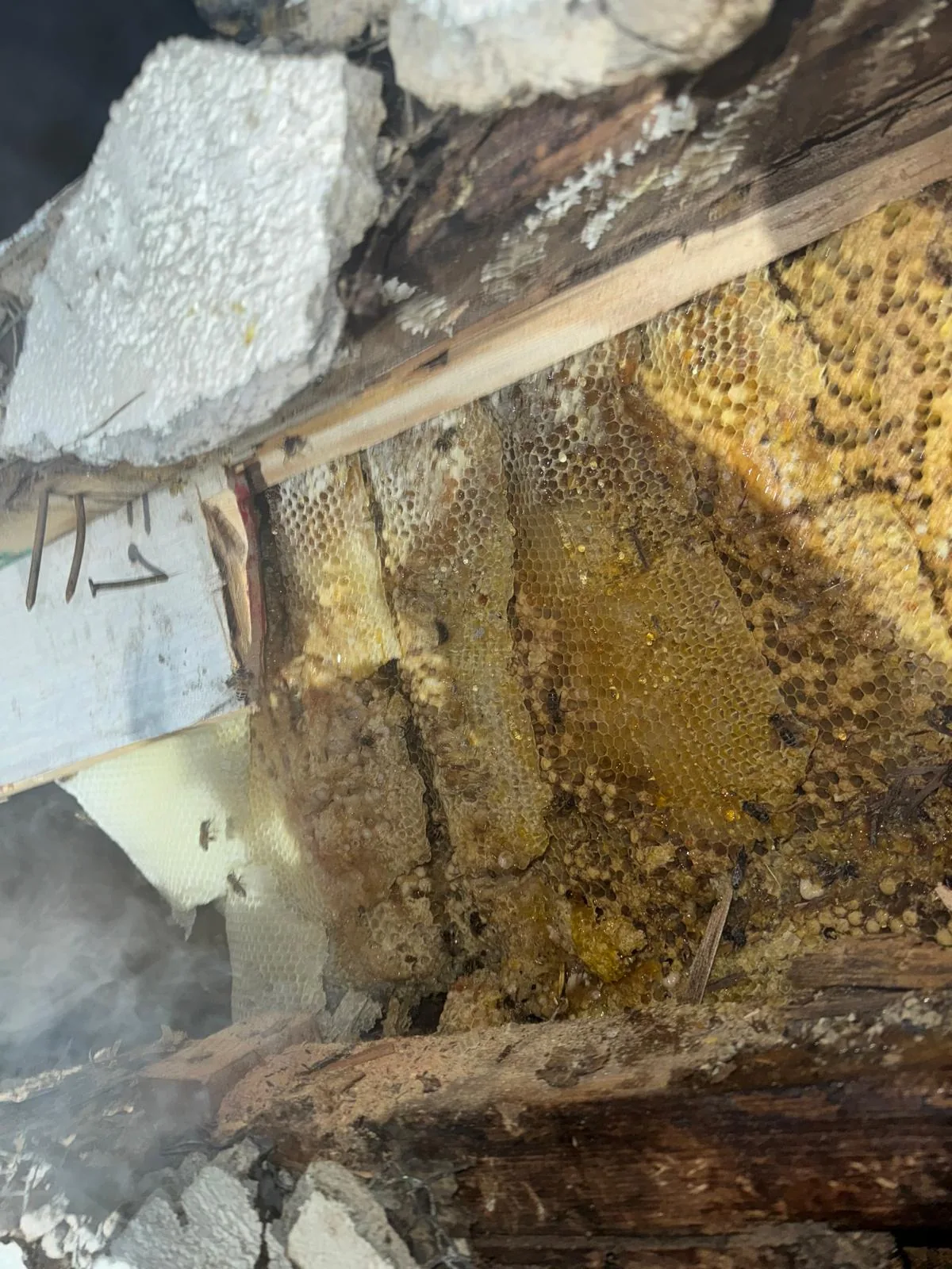 Bee hive exposed inside a building cavity during treatment