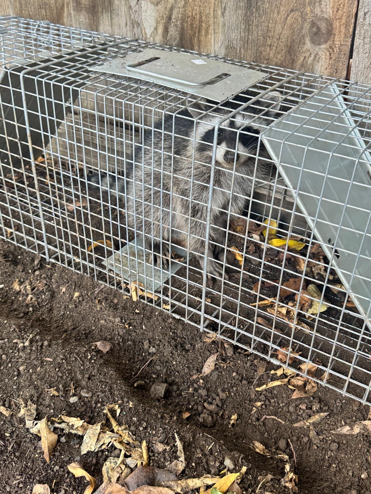 Opossum secured in a professional cage beside a residential structure