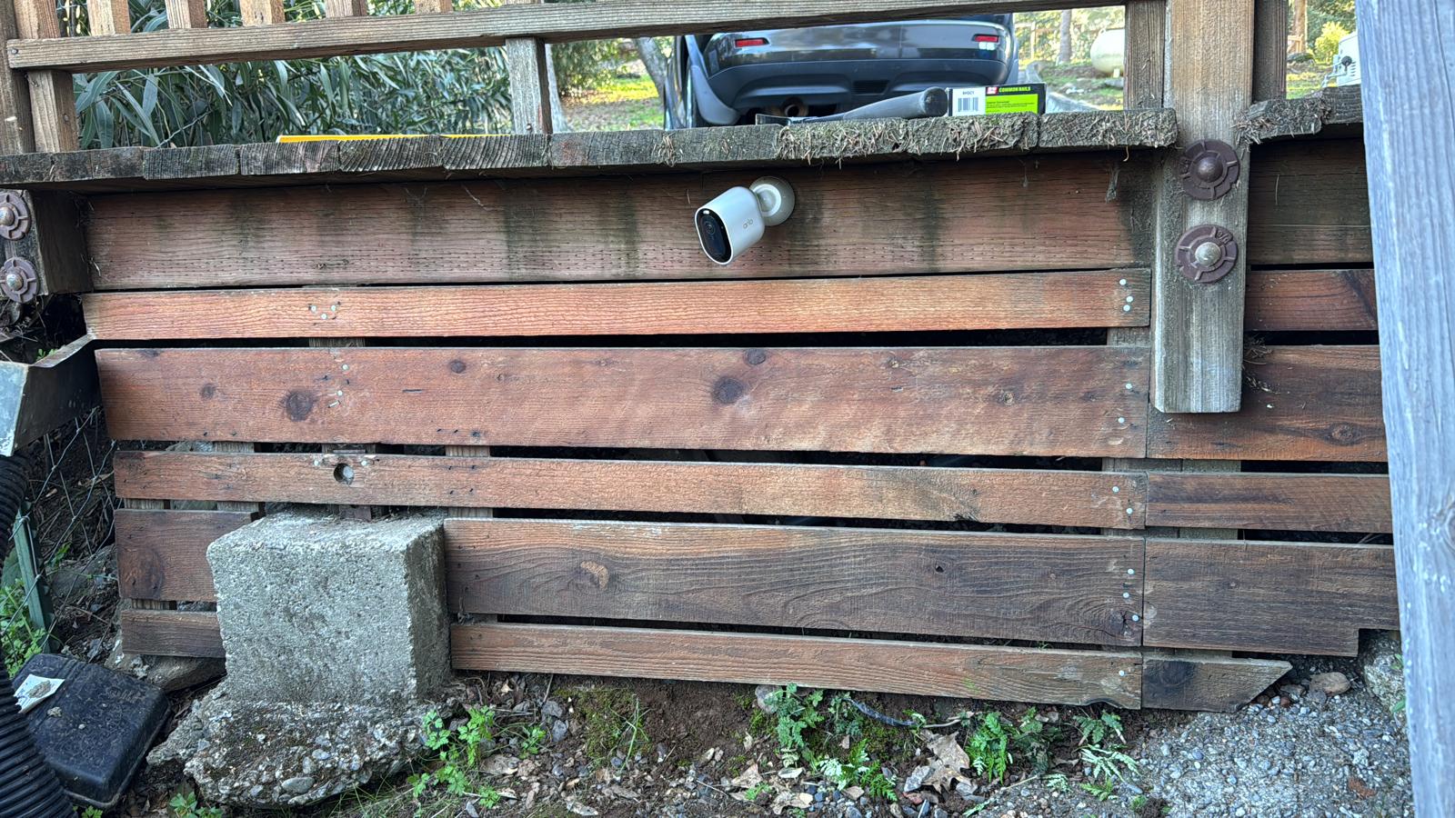 Inspection of a potential wildlife entry point beneath a wooden deck